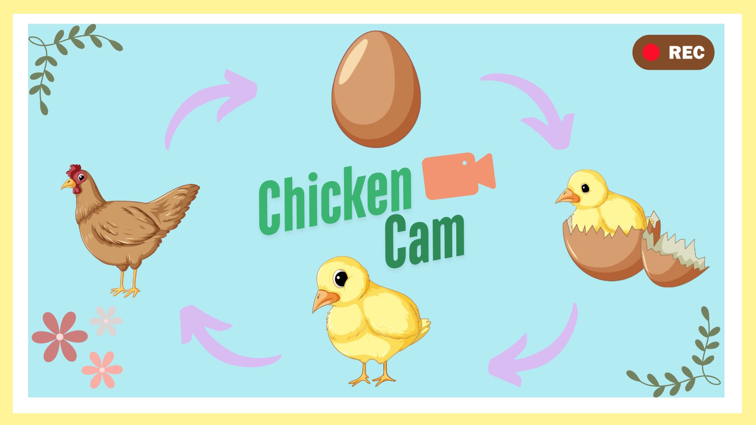 life-cycle of a chicken from egg to adult on a pastel blue background