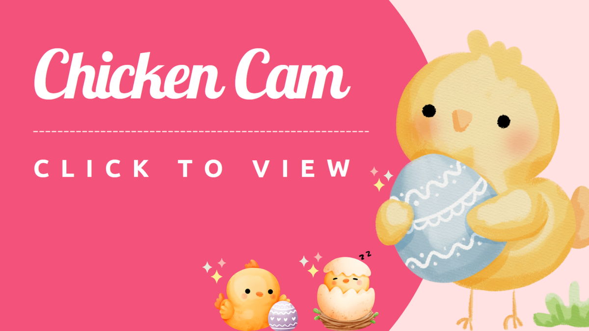 View our chicken cam