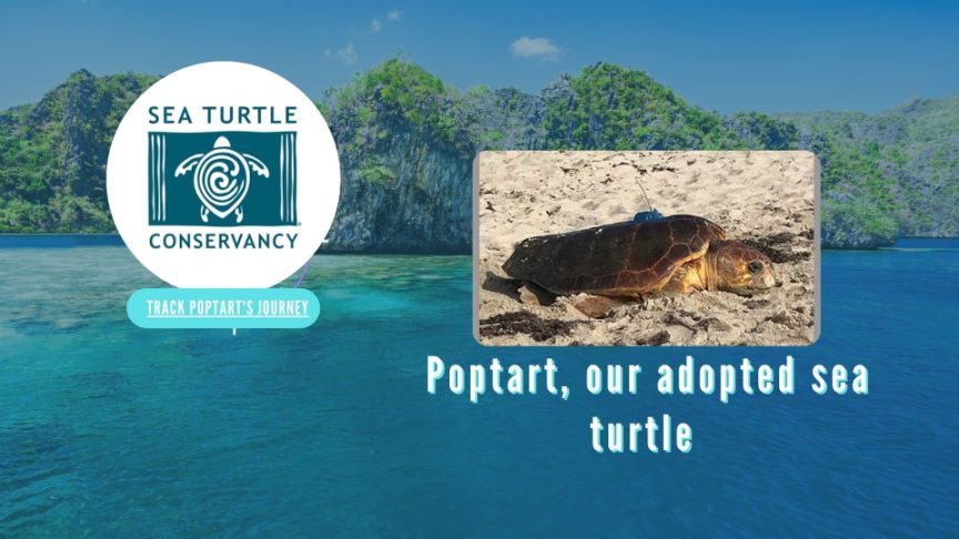 Adopted Sea Turtle